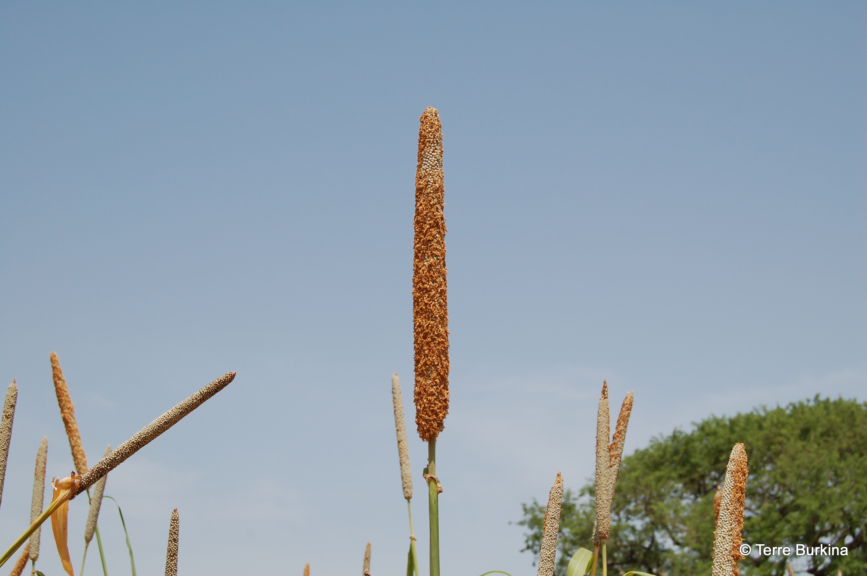 5a0da587e44b5_05-Burkina Oct 05 - 0118.JPG